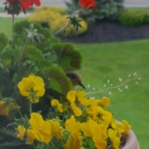 Meet your Posher, Rose